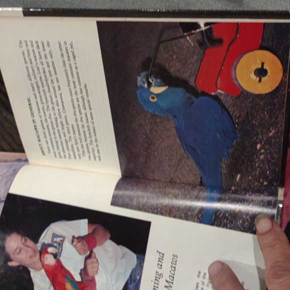 Taming and training Macaws birds by risa teitler - Picture 10 of 12
